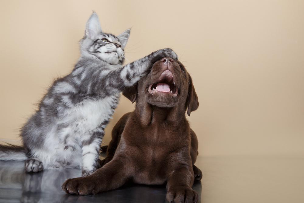 7 tips to stop your dog from chasing the cat