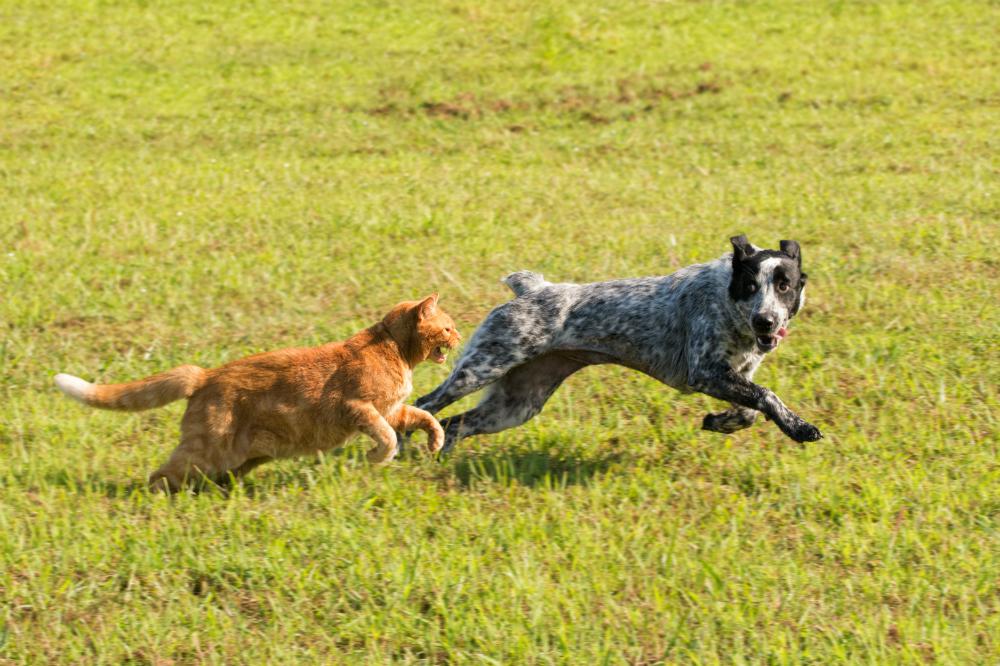 7 tips to stop your dog from chasing the cat