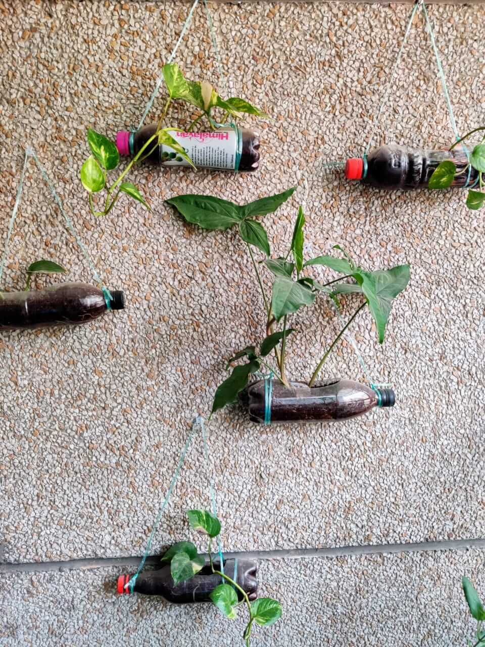 Balcony Garden - Wall decor with bottle planters