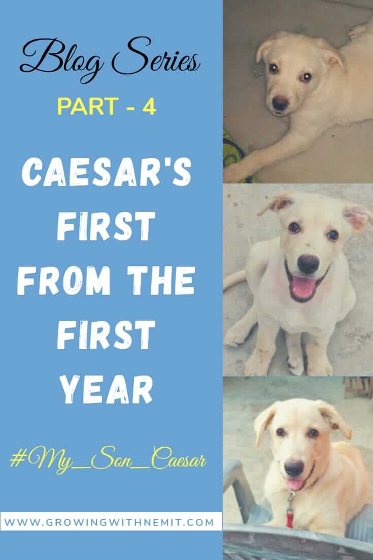 Here are Caesar's first from the first year. From his first outing to his first road trip with us. But why we had to keep him away from us?