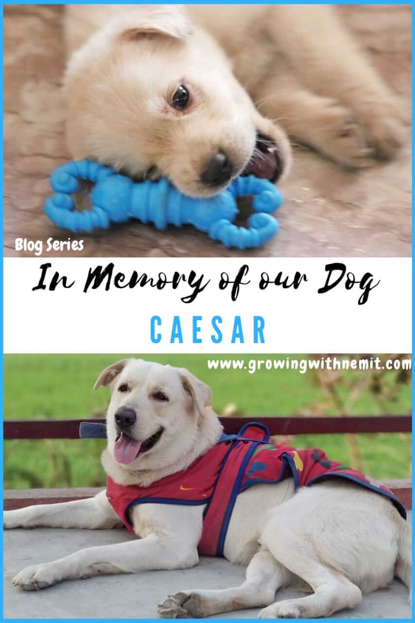This is a blog series in memory of our fur baby, Caesar. He left us alone in this troubled world in 2018. Hope this would help liberate the grief & heal me.