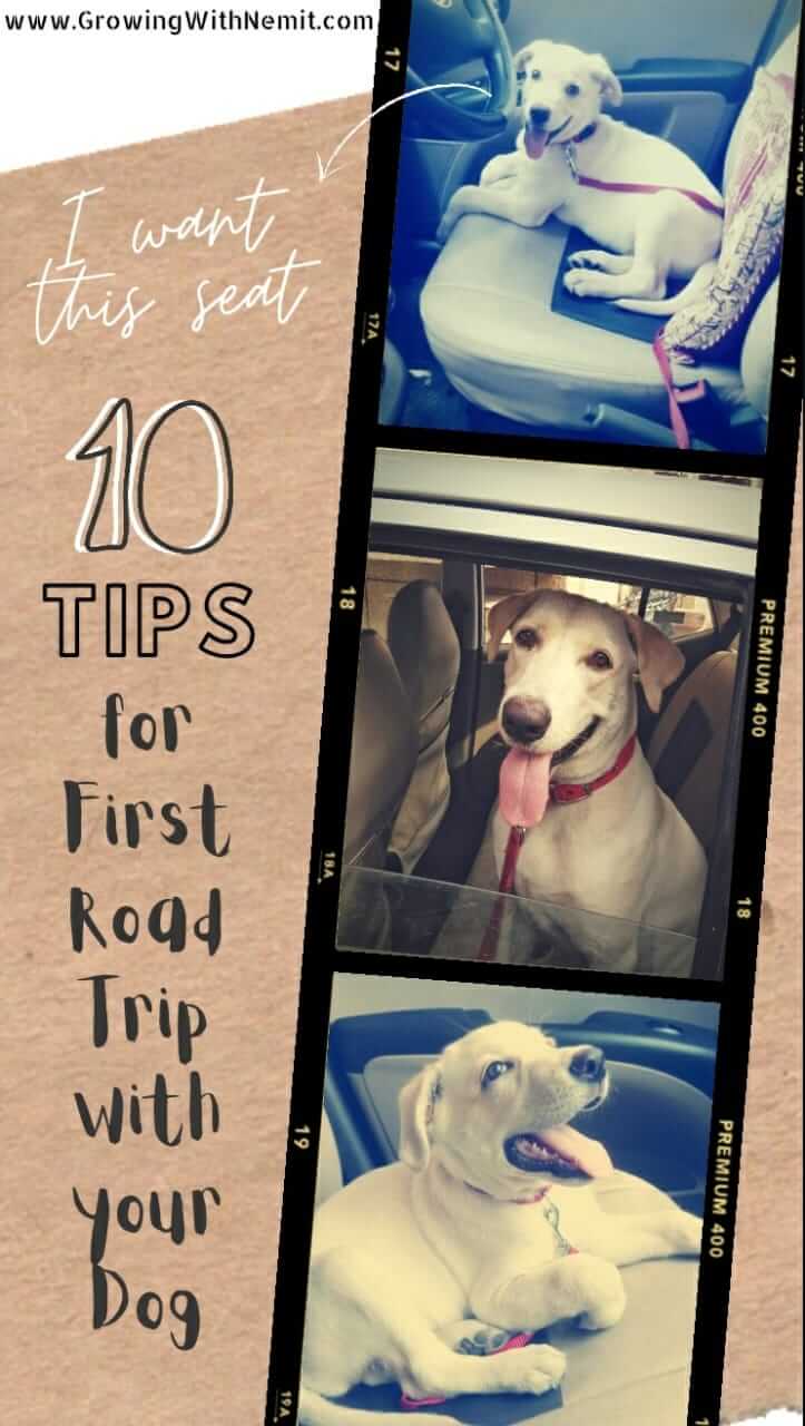 If you are planning a road trip with your dog for the first time then this post is for you. I wish someone had shared these tips with us before our trip.