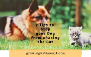 7 tips to stop your dog from chasing the cat