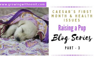 Raising a pup is just like raising a human baby & with Caesar it felt like we had a premature baby. I am writing about Caesar's first year with us.