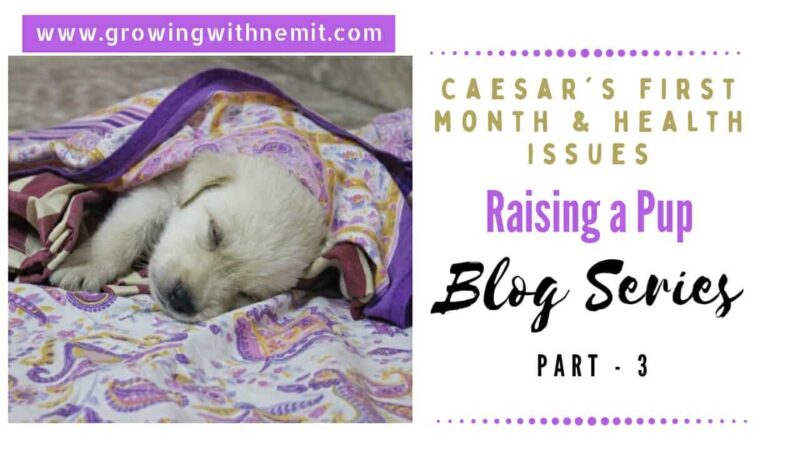 Raising a pup is just like raising a human baby & with Caesar it felt like we had a premature baby. I am writing about Caesar's first year with us.