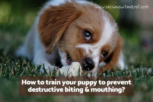 Tips to Train your Puppy to Prevent Destructive Biting and Mouthing