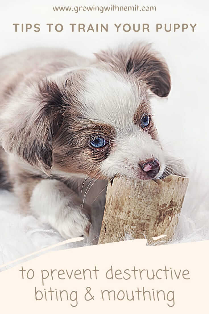 Train your puppy to prevent destructive biting. Training your pup is very important to let them understand the difference between good and bad behavior. 