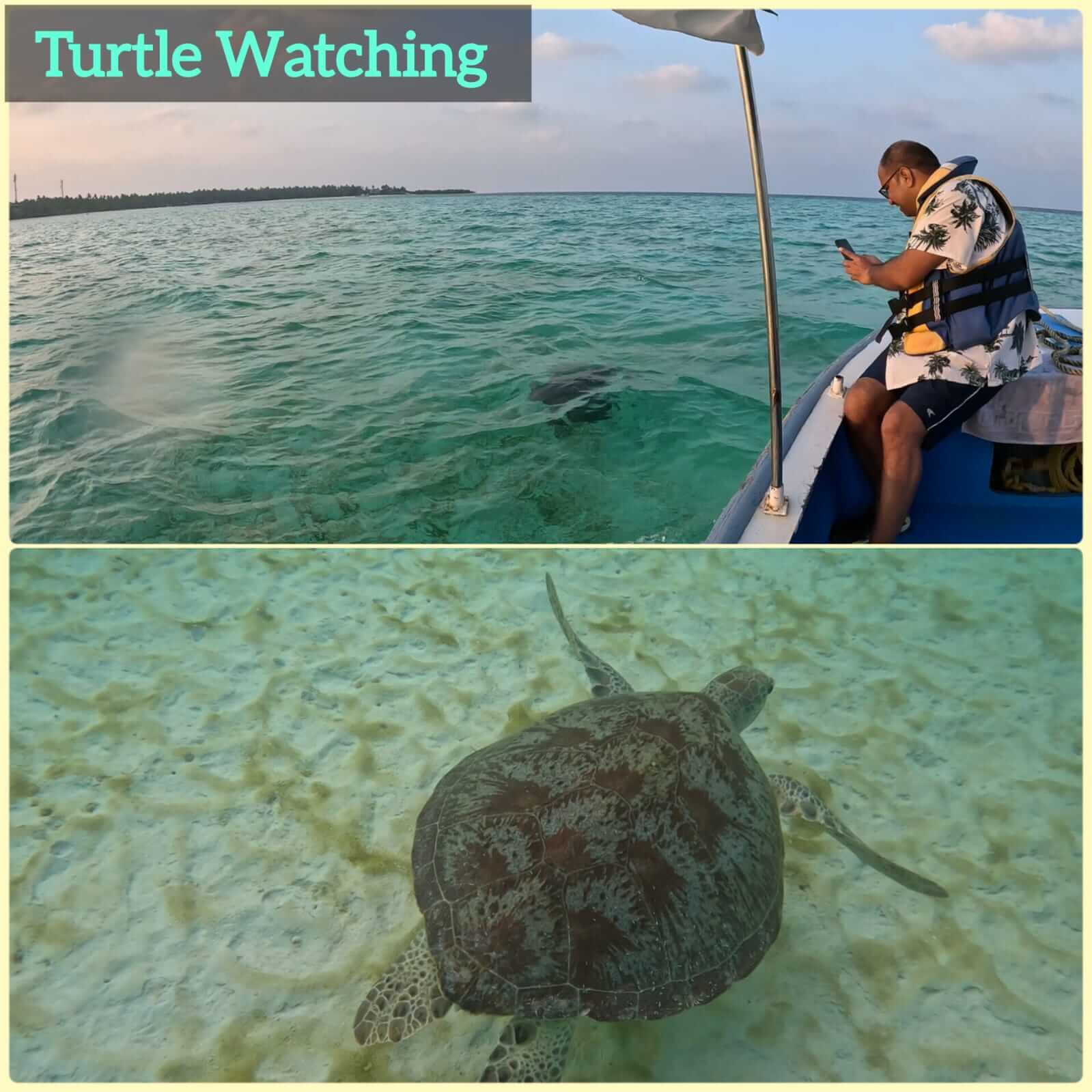 Turtle Watching - Activities in Bangaram Island, Lakshadweep
