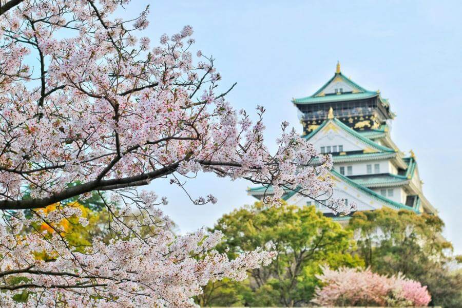 Filled with cherry blossoms